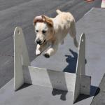 Avalon enjoying her first flyball lesson at 7 months.