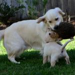 Tassel and pup playing in yard 6.5 weeks
