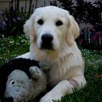 Tassel with her favorite toy, the Hedgehog at 6 months (2011)