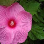 A beautiful pink Hibiscus in Japan (2006)