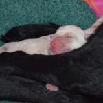 Sleeping puppy Day 2