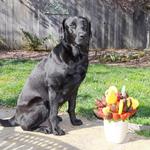 Kate modeling her "Congratulations" fruit basked sent by her puppy raisers, John and Florence