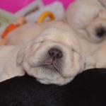 Puppy Nose Day 16
