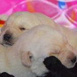 Puppy Pile
