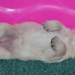Girl Puppy Sleeping Day 16
