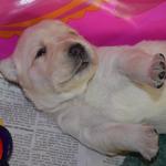 Precious Puppy Day 18
