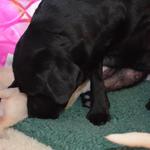 Kate tending puppies Week 2
