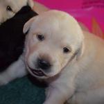 Dewey (Red Boy) Day 18
