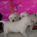Whole puppy gang on Day 20
