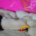 Puppy nap Day 20
