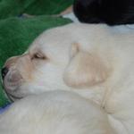 Dewey 3.5 Weeks
