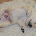 Dario 3.5 Weeks