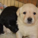 Daisy getting a nibble from Da Vinci at 3.5 weeks

