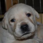 Dewey 3.5 weeks