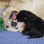 Da Vinci inspecting big dog teeth