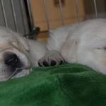 Sleepy D Brothers 3.5 weeks

