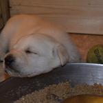 Dublin asleep at the dinner table 4 weeks
