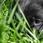 Da Vinci in the grass 4.5 weeks
