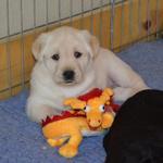 Daisy with new toy from G'ma Florence 5 weeks