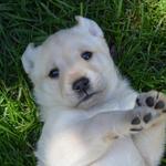 Daisy 5 weeks