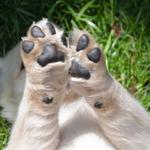 Daisy's cute paws