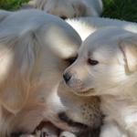 Eye to Eye at 5 weeks