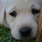 Dario at 6 weeks
