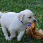 Dario on the run 6 weeks