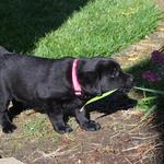 Da Vinci's first day gardening at 7 weeks
