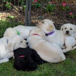 Puppy Pile at 6.5 weeks