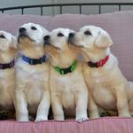 Kathleen D Litter at 7 weeks: Da Vinci, Daisy, Dario, Dandelion, Dewey, Dublin.