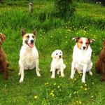 Dandelion and her dog family taken by her raiser, Kylie.