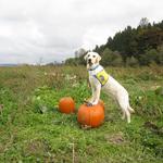 Dandelion at 8 months