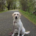 Kate's pup Dandelion at 15 mos.