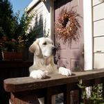 Tassel welcoming friends (2011)