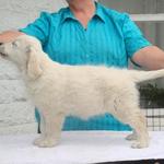 Tassel at 10 weeks (2011)