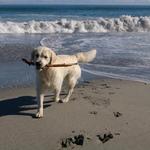 CH Winterlea Lord O The Manor "Wilson" (Tassel's sire) at the beach in New Zealand (2010)