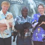 Puppies from Guide Dog's Astrid, a beautiful Labrador brood we raised (2007)