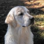 Tassel headshot at 8 months (2011)