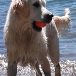 Tassel at Donner Lake at 7 months (2011)