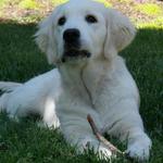 Tassel in the garden with a stick at 4 months (2011)
