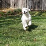 Tassel fetching in the garden at 4 months (2011)