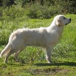 Tassel's natural stance at Lake of the Woods at 8 months (2011)