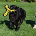 Romping in the wet morning grass
