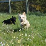 Kate and Tassel enjoying Spring 2013.