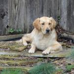 Luna relaxing in the back garden.