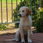 Scout on the back deck at 4.5 months.