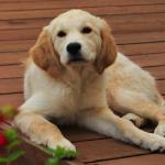Scout's gentle expression at 4.5 months.