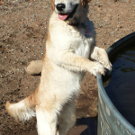 Scout drinking from the hillside water trough at 6 1/2 months.
