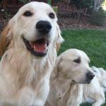 Scout's charming expression with Miss Tassel in the background.